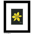 Asiatic Lily, Print (#7265A)