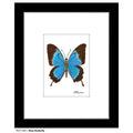 Blue Butterfly, Print (#7621A)
