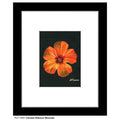 Chinese Hibiscus Bloomed, Print (#7263A)
