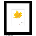 Glowing Yellow Leaf, Print (#7631A)