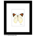Hebomoia Glaucippe Felderi Butterfly, Print (#7770B)