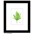 Lily Convallaria, Print (#7817C)