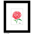 Peony, Print (#7174E)