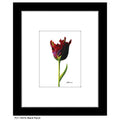Black Parrot, Print (#7407A)