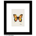 Papillon Butterfly, Print (#7640A)