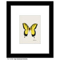Tiger Swallowtail Butterfly, Print (#7648B)
