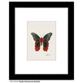 Papilio Rumanzovia Butterfly, Print (#7751A)