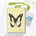 Charaxes Nobilis Butterfly, Mini Canvas (MC-7769C)