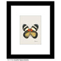 Euxanthe Trajanus Butterfly, Print (#7772A)