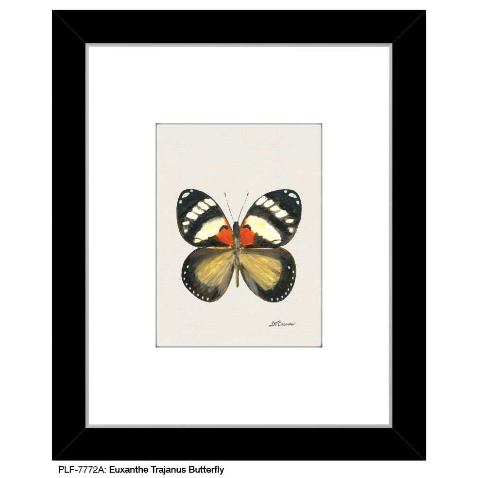 Euxanthe Trajanus Butterfly, Print (#7772A)