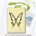 Graphium Cloanthus Sumatranum Butterfly, Mini Canvas (MC-7773A)